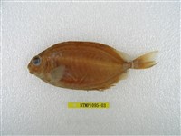 藏品(褐籃子魚)的圖片